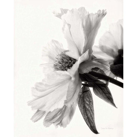 Translucent Peony IVBW Black Modern Wood Framed Art Print by Van Swearingen, Debra
