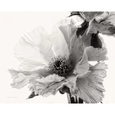 Translucent Peony VBW Gold Ornate Wood Framed Art Print with Double Matting by Van Swearingen, Debra