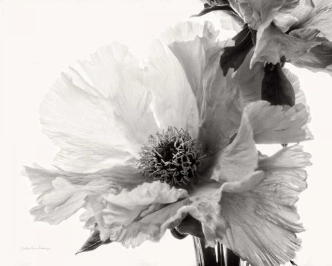 Translucent Peony VBW Black Ornate Wood Framed Art Print with Double Matting by Van Swearingen, Debra