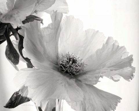 Translucent Peony VIBW White Modern Wood Framed Art Print with Double Matting by Van Swearingen, Debra