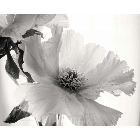Translucent Peony VIBW Black Modern Wood Framed Art Print by Van Swearingen, Debra