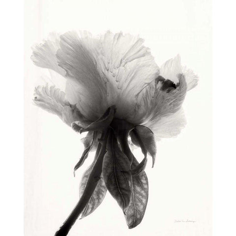 Translucent Peony VIIBW Black Modern Wood Framed Art Print with Double Matting by Van Swearingen, Debra