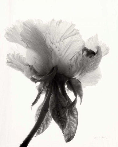 Translucent Peony VIIBW White Modern Wood Framed Art Print with Double Matting by Van Swearingen, Debra