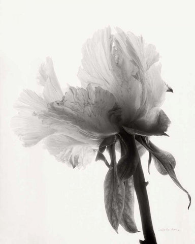 Translucent Peony VIIIBW Black Ornate Wood Framed Art Print with Double Matting by Van Swearingen, Debra