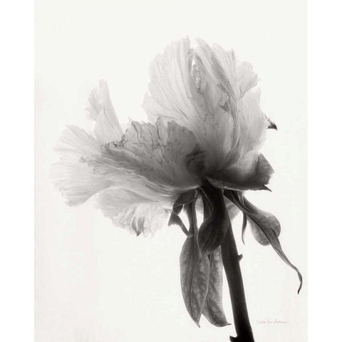 Translucent Peony VIIIBW Black Modern Wood Framed Art Print by Van Swearingen, Debra