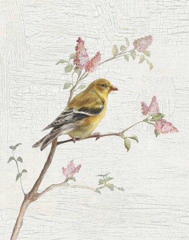 Female Goldfinch Vintage v2 Black Ornate Wood Framed Art Print with Double Matting by Nai, Danhui