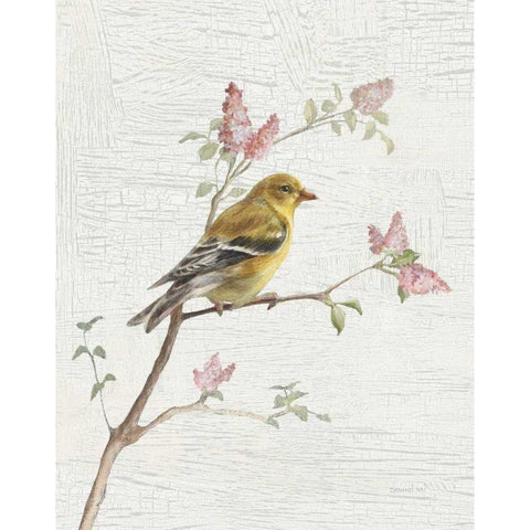 Female Goldfinch Vintage v2 White Modern Wood Framed Art Print by Nai, Danhui