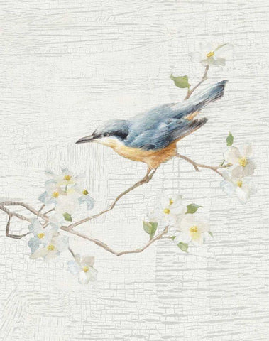 Nuthatch Vintage v2 White Modern Wood Framed Art Print with Double Matting by Nai, Danhui