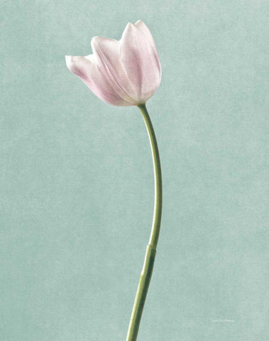 Light Tulips I Harbor Gray Black Ornate Wood Framed Art Print with Double Matting by Van Swearingen, Debra