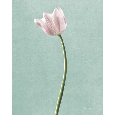 Light Tulips I Harbor Gray White Modern Wood Framed Art Print by Van Swearingen, Debra