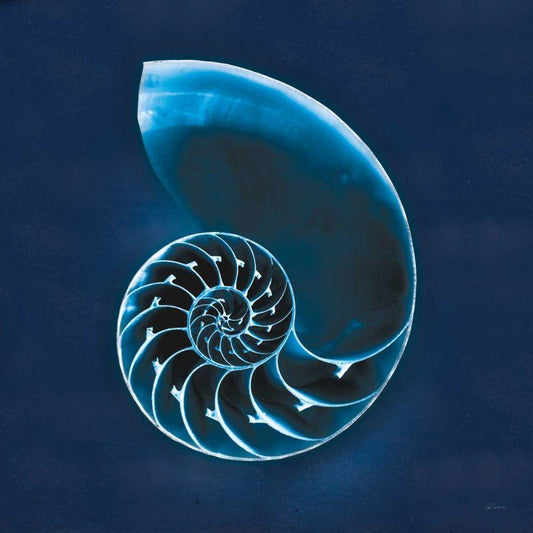 Image Only