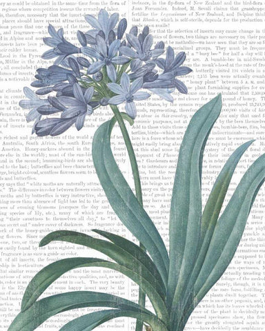 Summer Botanicals I White Modern Wood Framed Art Print with Double Matting by Wild Apple Portfolio