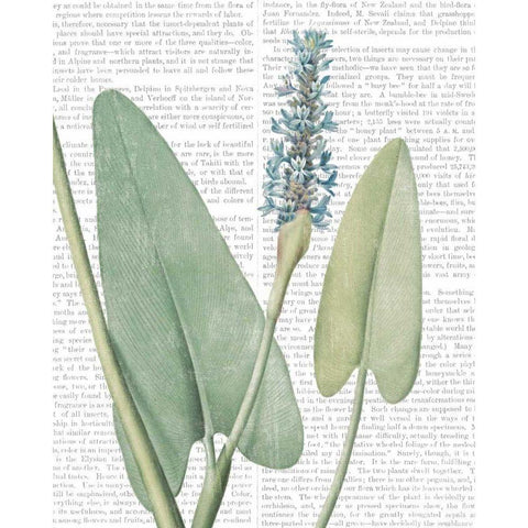 Summer Botanicals IV White Modern Wood Framed Art Print by Wild Apple Portfolio