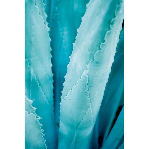 Abstract Agava III Color White Modern Wood Framed Art Print by Urquhart, Elizabeth