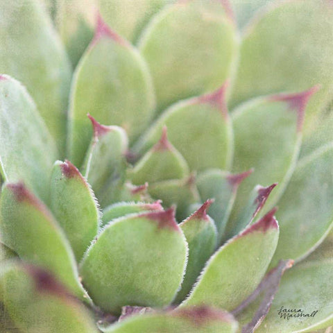 Garden Succulents I Color Black Modern Wood Framed Art Print with Double Matting by Marshall, Laura