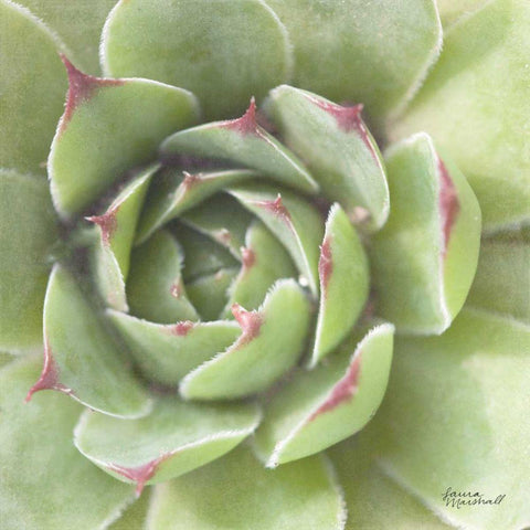 Garden Succulents II Color Black Modern Wood Framed Art Print with Double Matting by Marshall, Laura