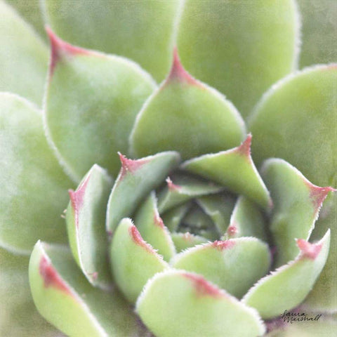 Garden Succulents III Color Black Modern Wood Framed Art Print with Double Matting by Marshall, Laura