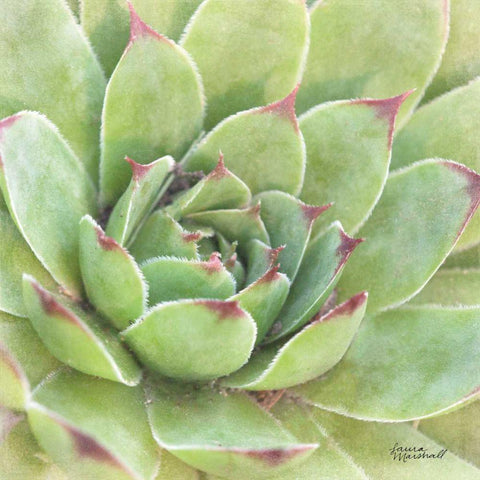 Garden Succulents IV Color Black Modern Wood Framed Art Print with Double Matting by Marshall, Laura