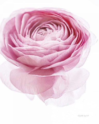 Pink Lady I White Modern Wood Framed Art Print with Double Matting by Urquhart, Elizabeth