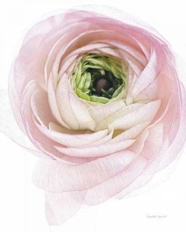 Pink Lady II White Modern Wood Framed Art Print with Double Matting by Urquhart, Elizabeth