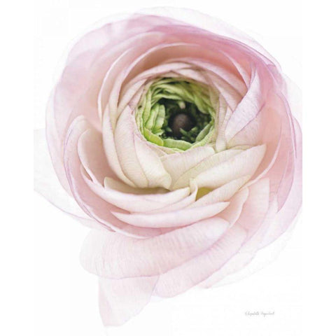 Pink Lady II Black Modern Wood Framed Art Print by Urquhart, Elizabeth