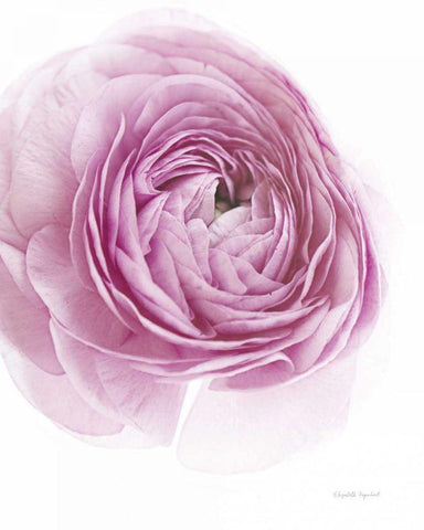 Pink Lady III White Modern Wood Framed Art Print with Double Matting by Urquhart, Elizabeth