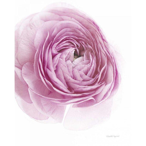 Pink Lady III White Modern Wood Framed Art Print by Urquhart, Elizabeth