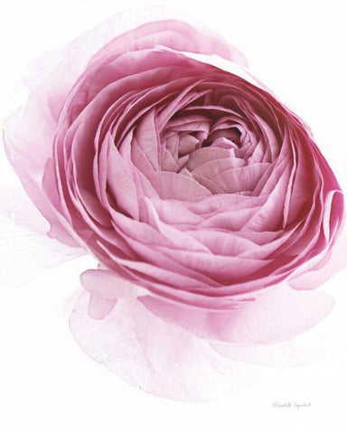 Pink Lady IV White Modern Wood Framed Art Print with Double Matting by Urquhart, Elizabeth