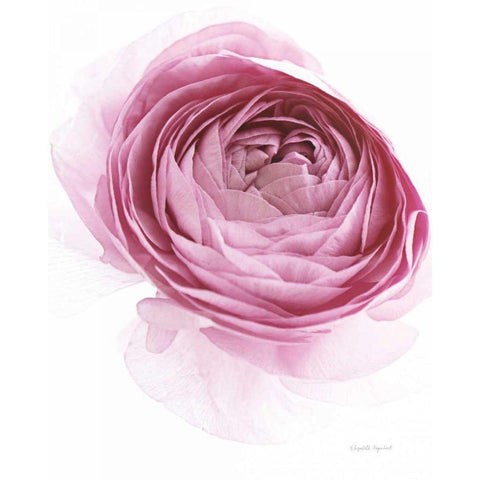 Pink Lady IV White Modern Wood Framed Art Print by Urquhart, Elizabeth