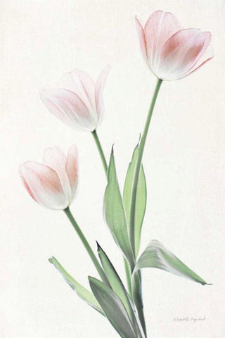 Light and Bright Floral I White Modern Wood Framed Art Print with Double Matting by Urquhart, Elizabeth