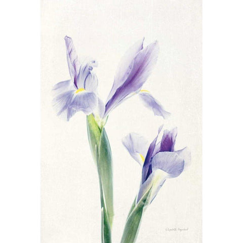 Light and Bright Floral III Black Modern Wood Framed Art Print by Urquhart, Elizabeth