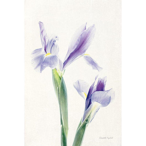 Light and Bright Floral III White Modern Wood Framed Art Print by Urquhart, Elizabeth