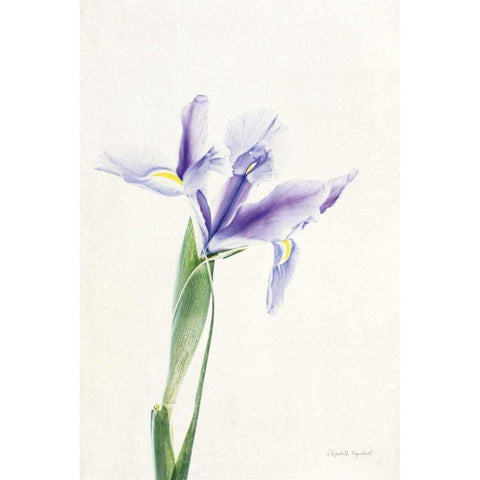 Light and Bright Floral IV Gold Ornate Wood Framed Art Print with Double Matting by Urquhart, Elizabeth