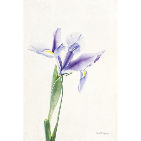 Light and Bright Floral IV White Modern Wood Framed Art Print by Urquhart, Elizabeth