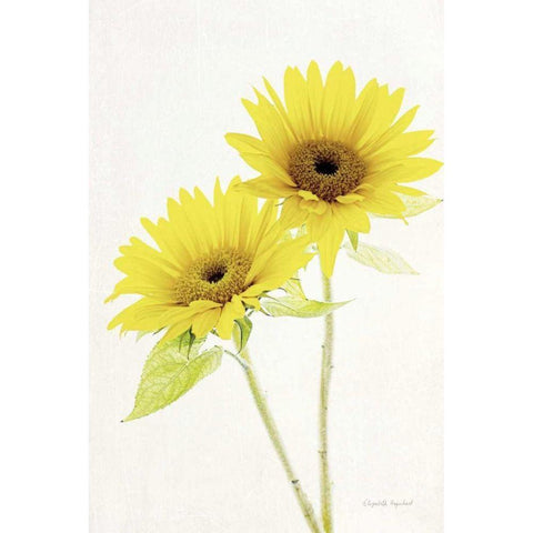 Light and Bright Floral VII Black Modern Wood Framed Art Print with Double Matting by Urquhart, Elizabeth