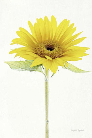 Light and Bright Floral VIII White Modern Wood Framed Art Print with Double Matting by Urquhart, Elizabeth