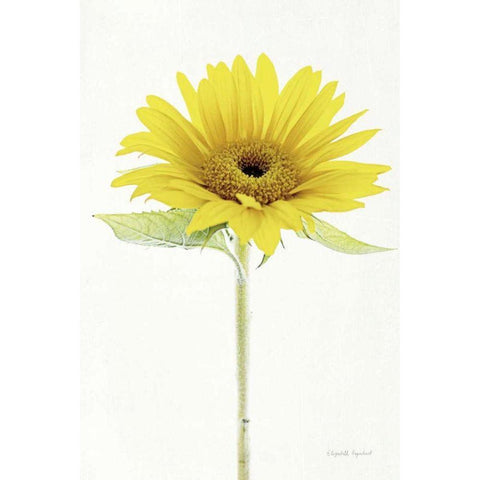 Light and Bright Floral VIII Black Modern Wood Framed Art Print by Urquhart, Elizabeth