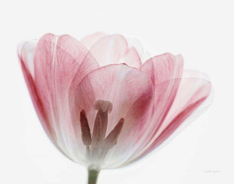 Inside Out III Black Ornate Wood Framed Art Print with Double Matting by Urquhart, Elizabeth