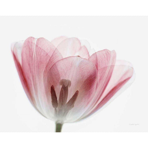 Inside Out III Black Modern Wood Framed Art Print by Urquhart, Elizabeth