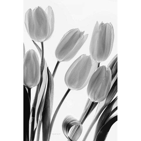 Shadows and Light I Black Modern Wood Framed Art Print by Urquhart, Elizabeth
