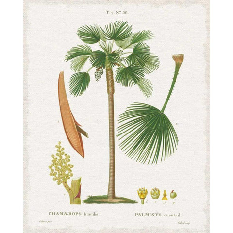 Island Botanicals I White Modern Wood Framed Art Print by Wild Apple Portfolio