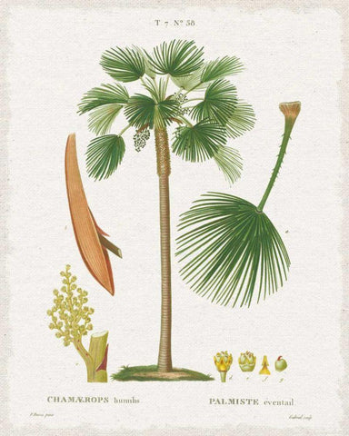 Island Botanicals I White Modern Wood Framed Art Print with Double Matting by Wild Apple Portfolio