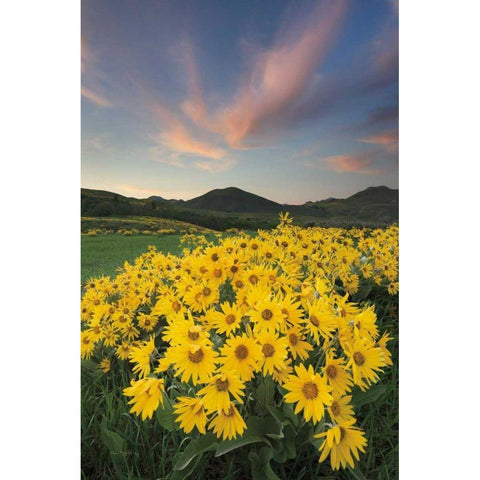 Methow Valley Wildflowers I White Modern Wood Framed Art Print by Audit, Lisa