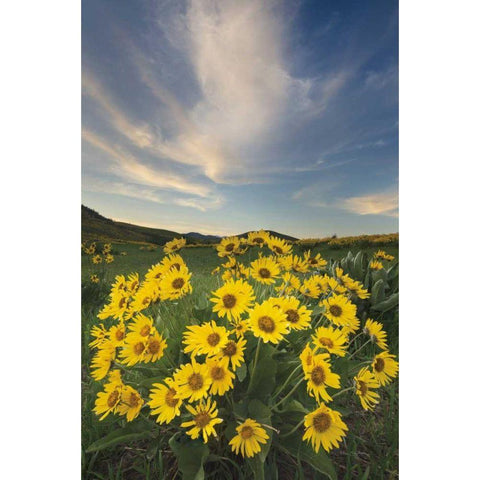 Methow Valley Wildflowers II White Modern Wood Framed Art Print by Audit, Lisa