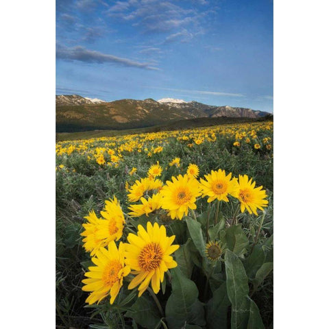 Methow Valley Wildflowers III Gold Ornate Wood Framed Art Print with Double Matting by Audit, Lisa