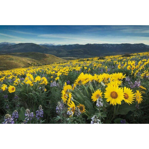 Methow Valley Wildflowers IV White Modern Wood Framed Art Print by Audit, Lisa