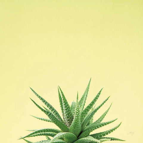 Succulent Simplicity I Black Modern Wood Framed Art Print with Double Matting by Bradley, Felicity