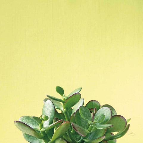 Succulent Simplicity III White Modern Wood Framed Art Print with Double Matting by Bradley, Felicity