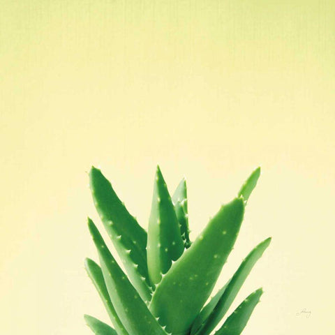 Succulent Simplicity V Black Modern Wood Framed Art Print by Bradley, Felicity