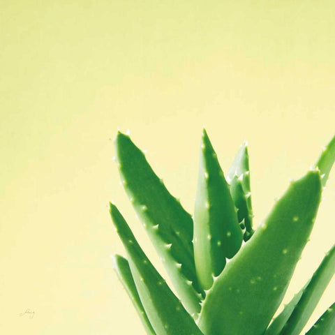 Succulent Simplicity VI Black Modern Wood Framed Art Print with Double Matting by Bradley, Felicity